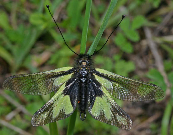 Ascalaphe soufré (libelloides coccajus = Ascalaphus libelluloides))