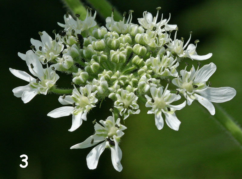 La berce du Caucase (Heracleum mantegazzianum) fleur