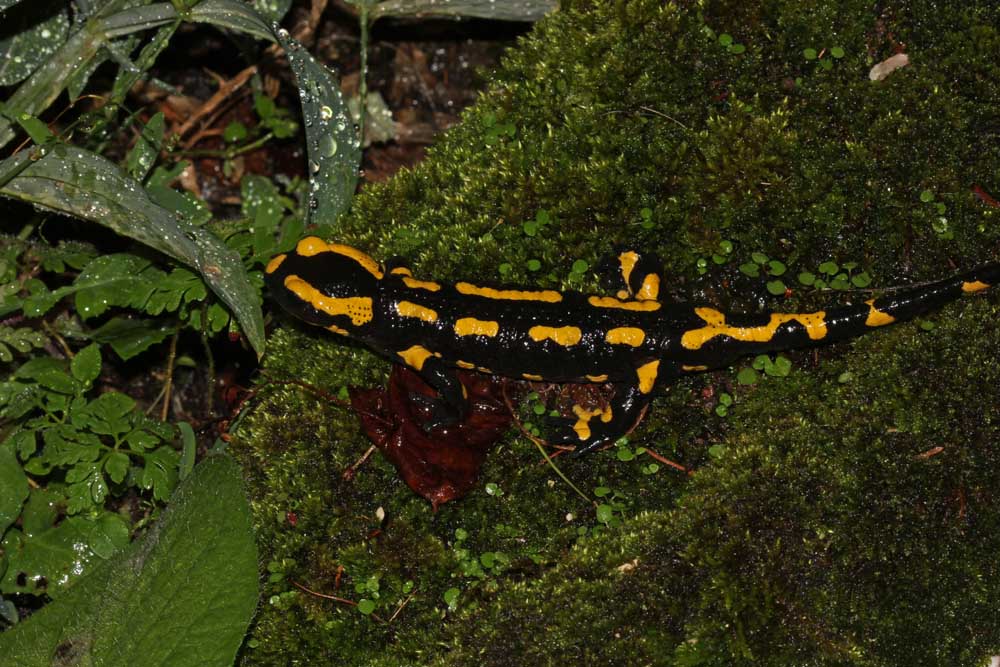 Salamandre tachetée (Salamandra salamandra) dans la mousse