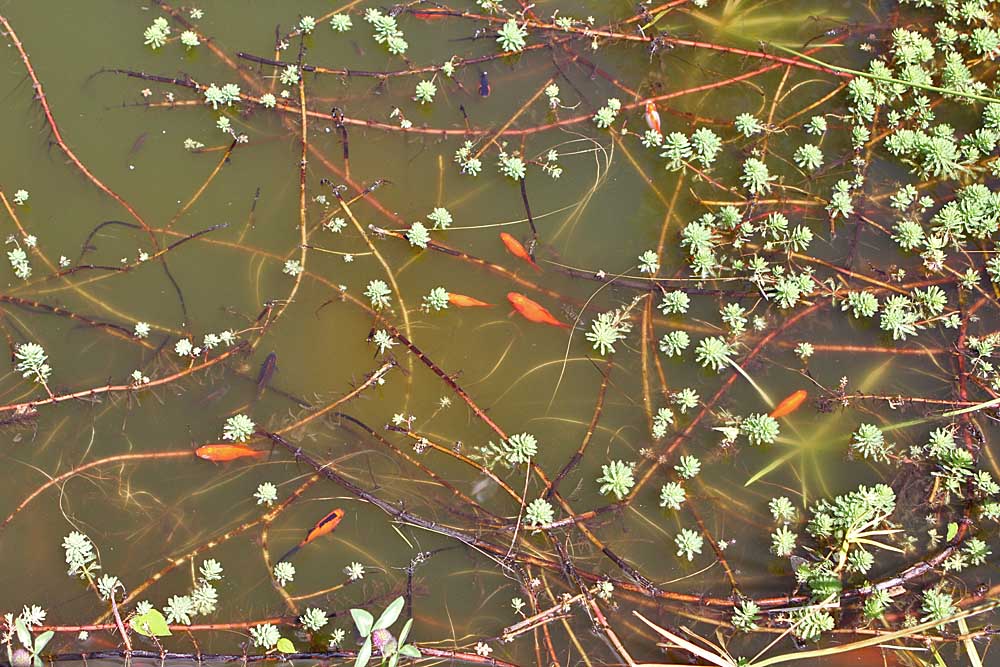 Poissons rouges et myriophylles dans la nouvelle mare