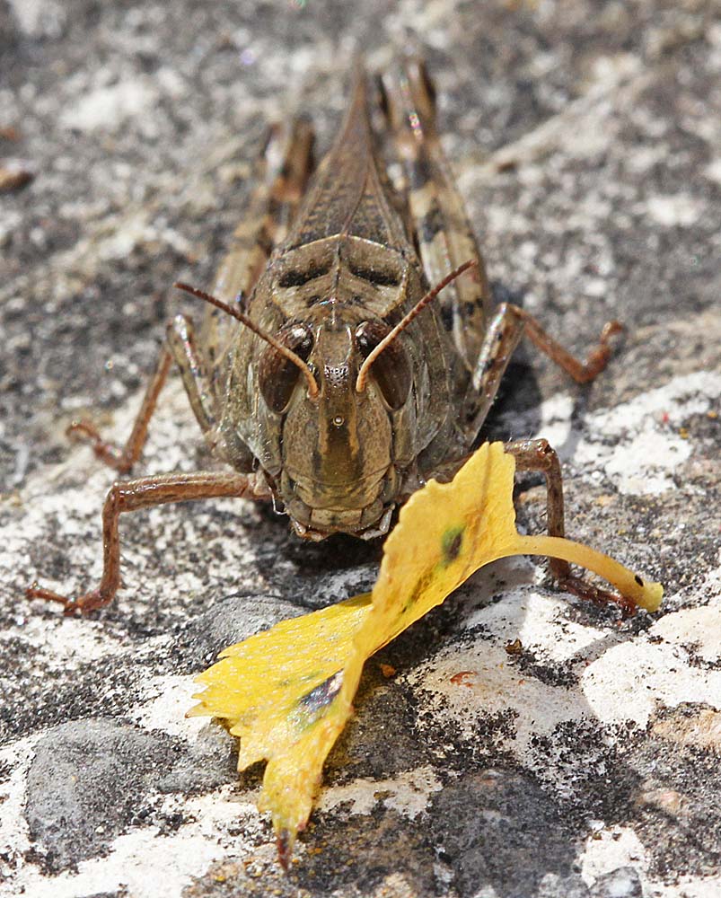 Le caloptène italien (Insectes / Orthoptère / Acrididés / Calliptamus italicus)<br>vue de face