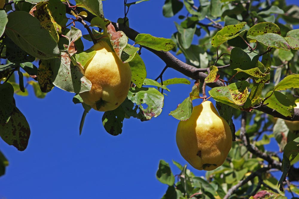 Le coing, fruit du cognassier (Cydonia oblonga)<br>Gros plan des fruits