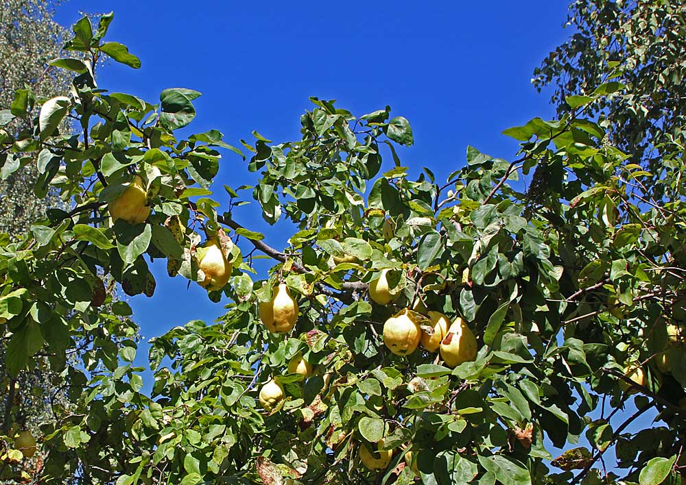 Le coing, fruit du cognassier (Cydonia oblonga) une branche chargée de fruits