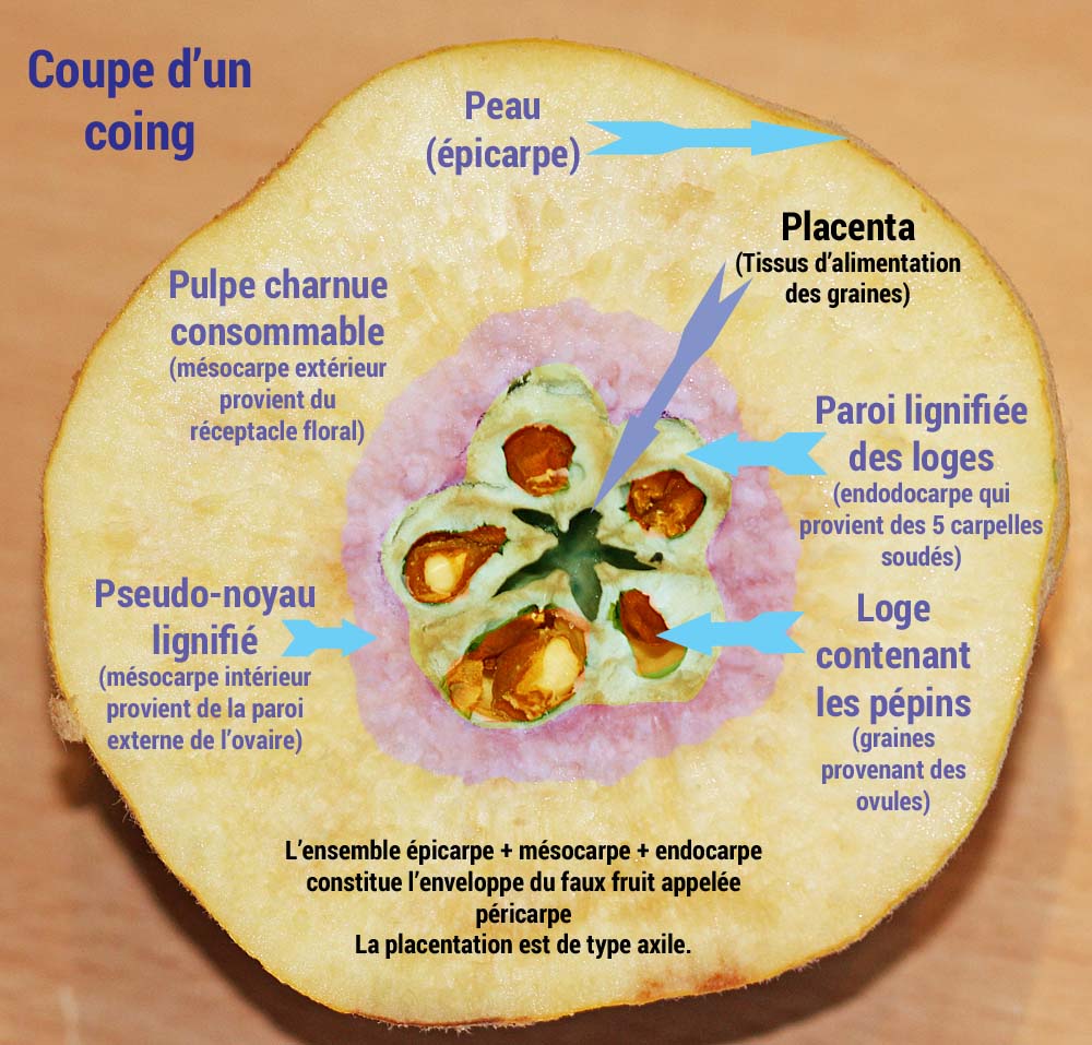 Coupe d'un coing<br>Le fruit est un piridion<br>épicarpe, mésocarpe, endocarpe, péricarpe visibles