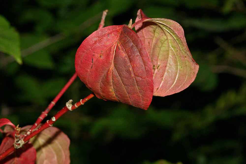 Le cornouiller sanguin(Cornus sanguinea) vue des feuilles et rameaux rouges
