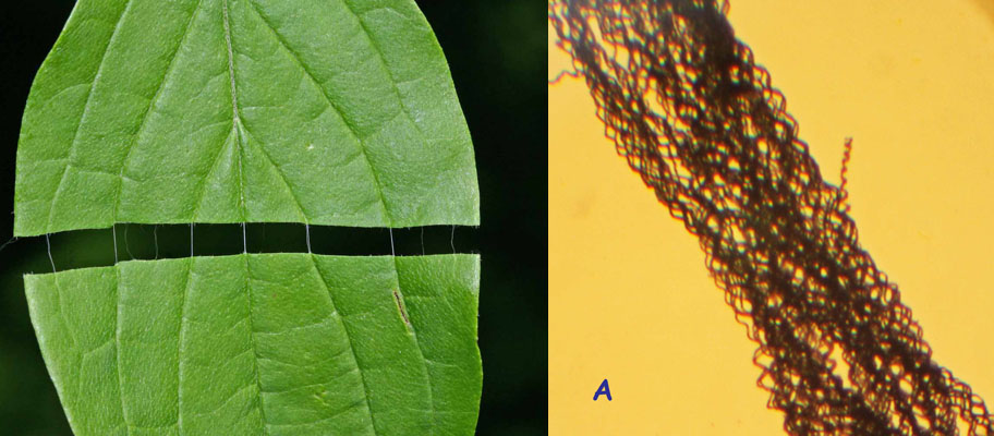 Le cornouiller sanguin(Cornus sanguinea) vue des nervures
