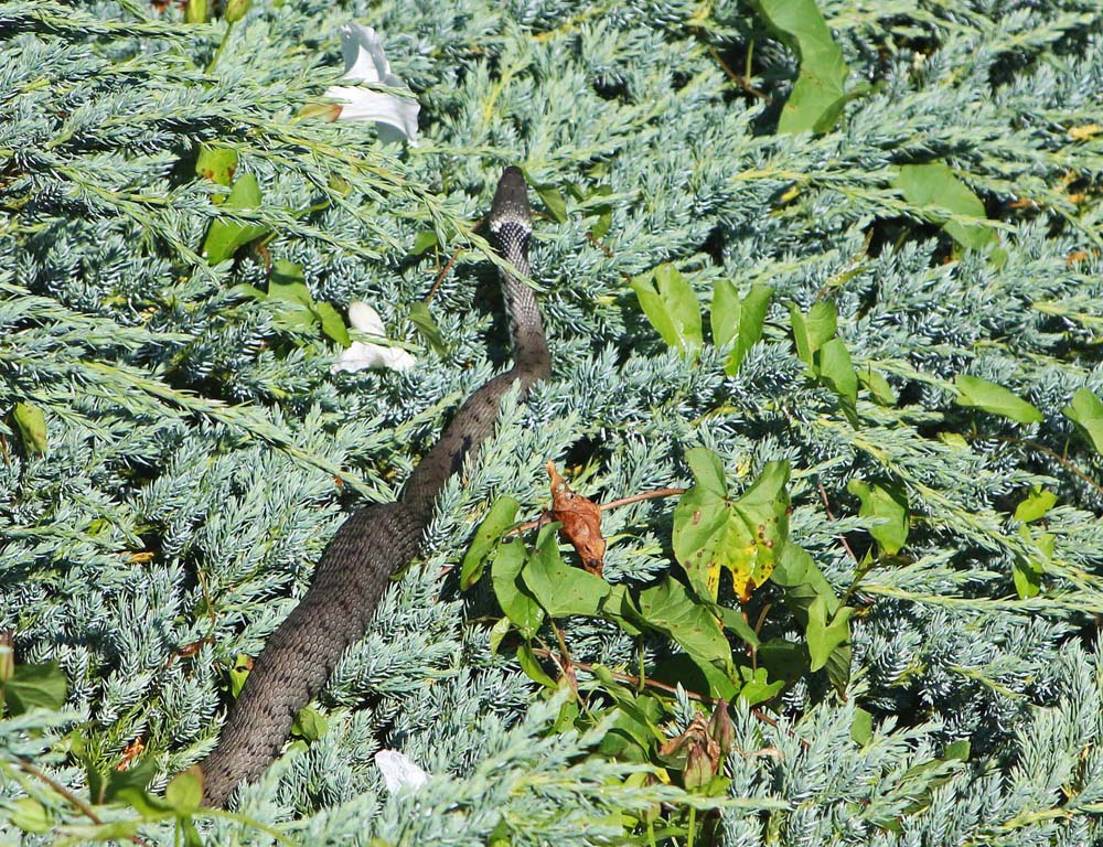 Couleuvre à collier (Natrix natrix) qui se bronze