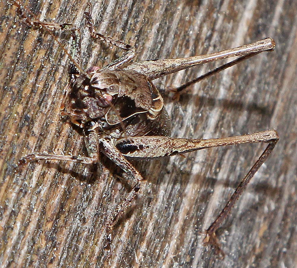La decticelle cendrée / Pholidoptera griseoaptera<br>vue de face