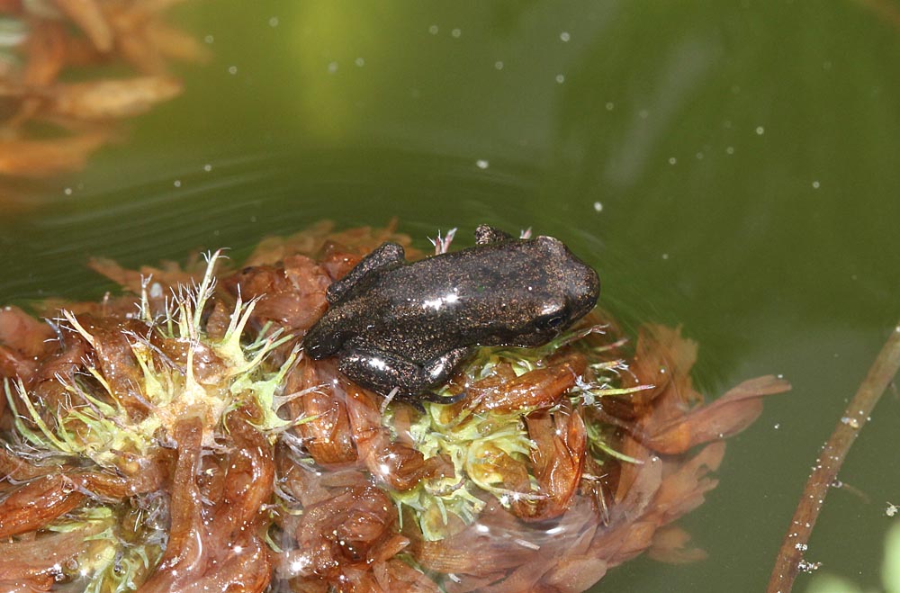 Petite grenouille rousse (Rana temporaria) avec sa queue encore visible