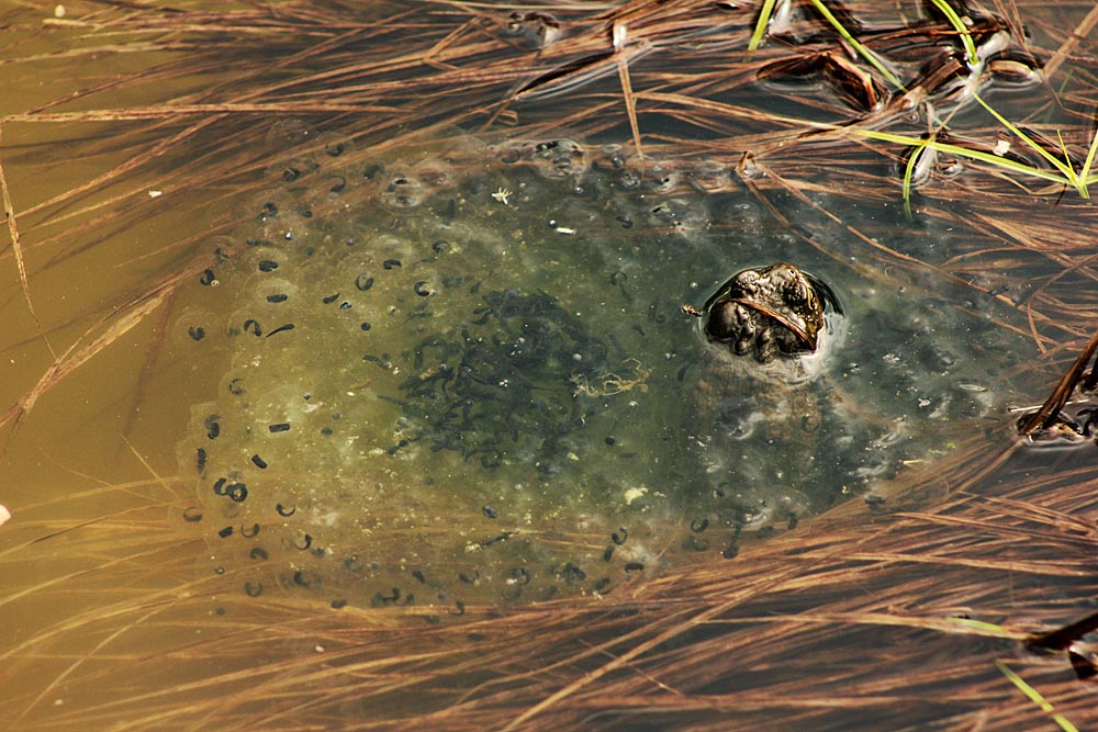 Crapaud commun dans une ponte de grenouille rousse déjà bien développée
