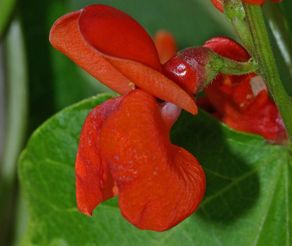 Fleur de haricot d'Espagne (Phaseolus coccineus)