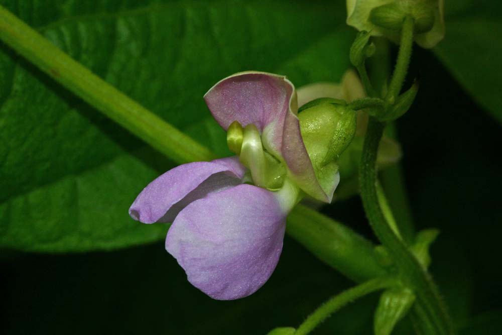 Fleur papilionacée de haricot vert <br>Phaseolus vulgaris