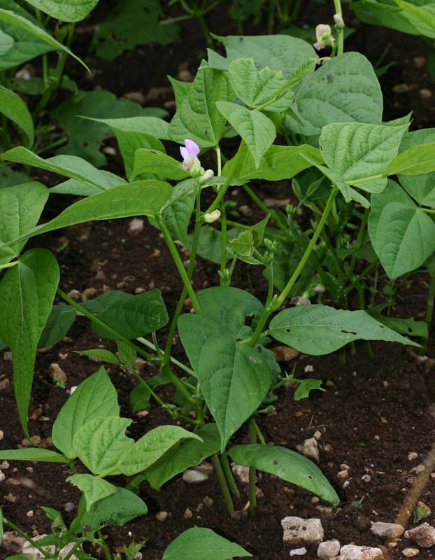 Plant de haricot vert en fleur (Phaseolus vulgaris)
