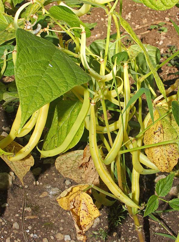 Gousses de haricot beurre (Phaseolus vulgaris)