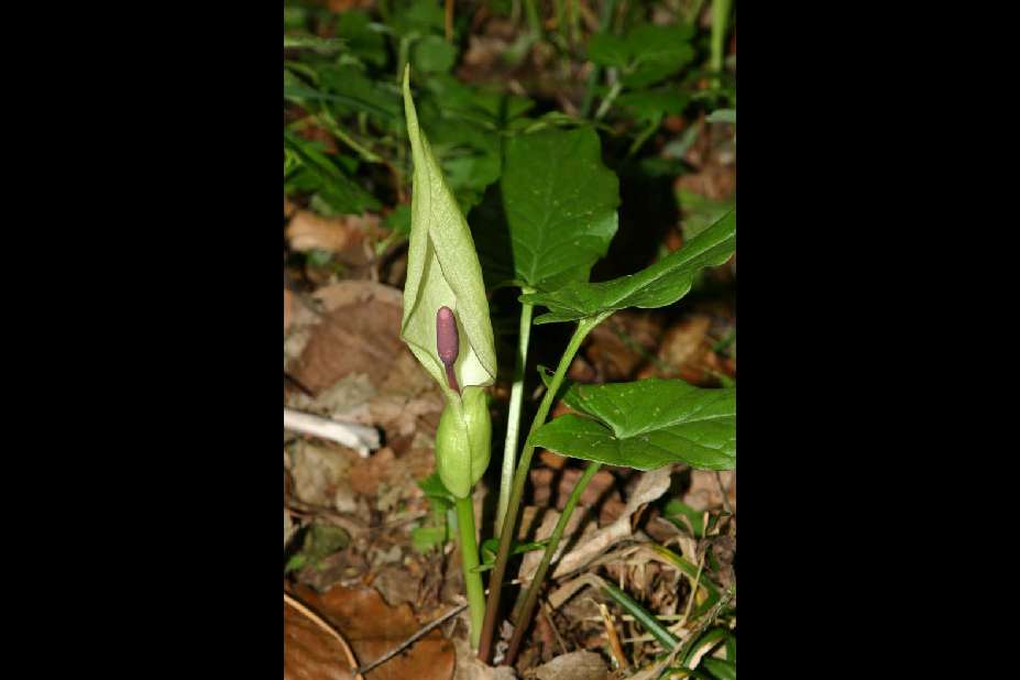 Arum maculatum L.( Gouet maculé, Arum tacheté ) photographie et description