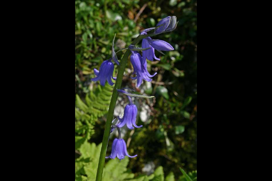 Hyacinthoides non-scripta (L.) Chouard ex Rothm.( Jacinthe sauvage, Jacinthe  des bois ) photographie et description