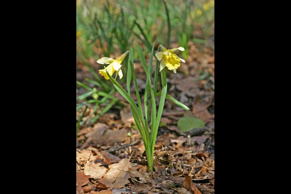 Narcissus pseudonarcissus L.( Jonquille, Bonhomme, Narcisse jaune )  photographie et description