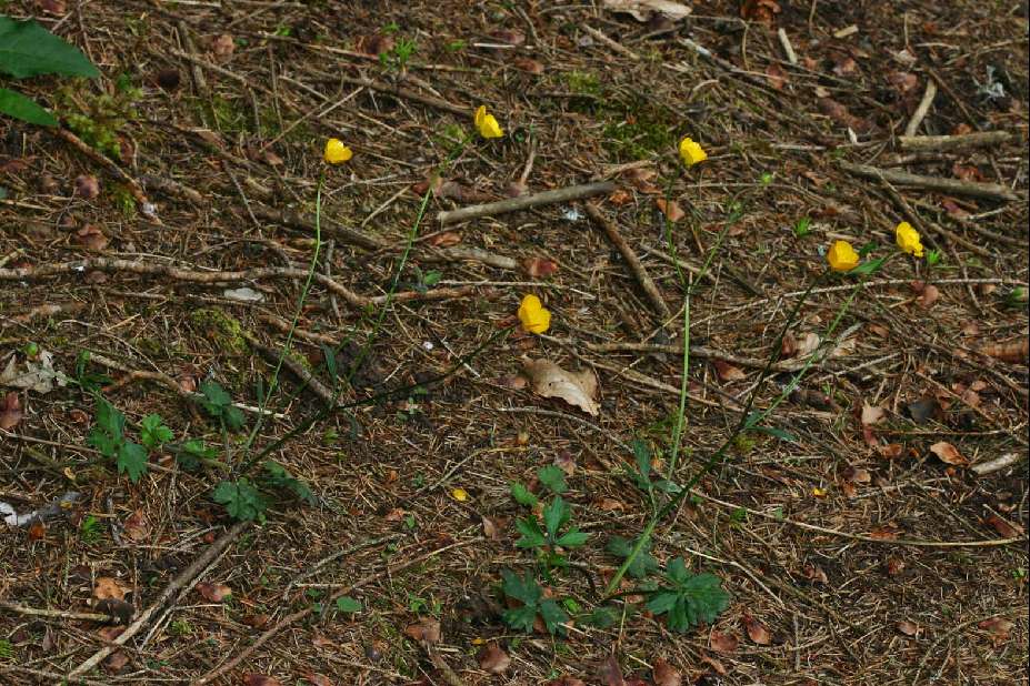 Ranunculus tuberosus Lapeyr.( Renoncule des bois ) photographie et  description