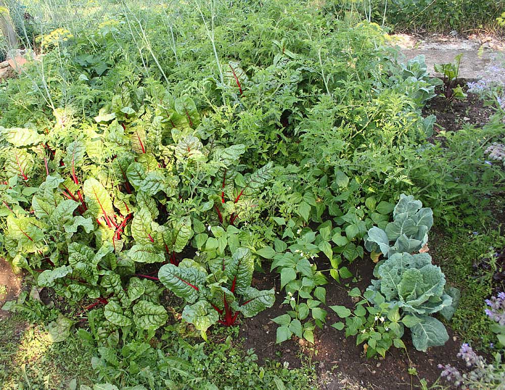 Potager en strates verticales pour maintenir l'humidité<br>Aneth, tomates cerises, côtes de bettes rouges, haricot vert et salade