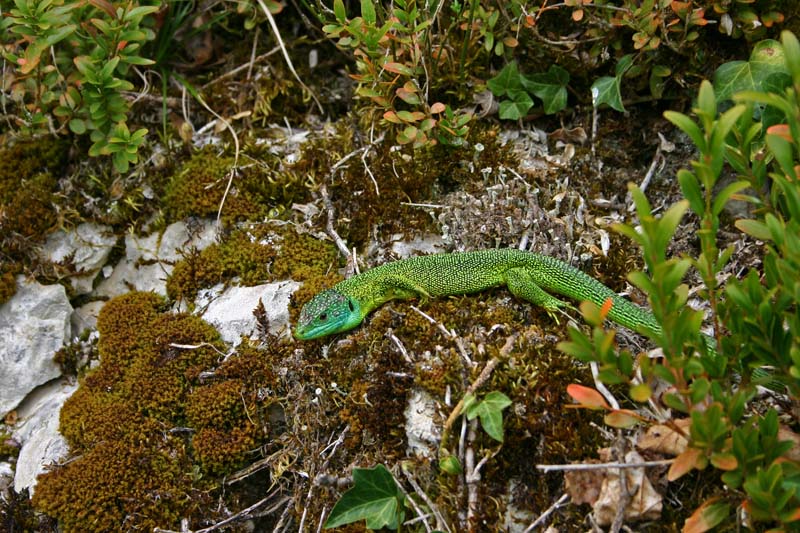Lézard vert (lacerta viridis Laurenti)