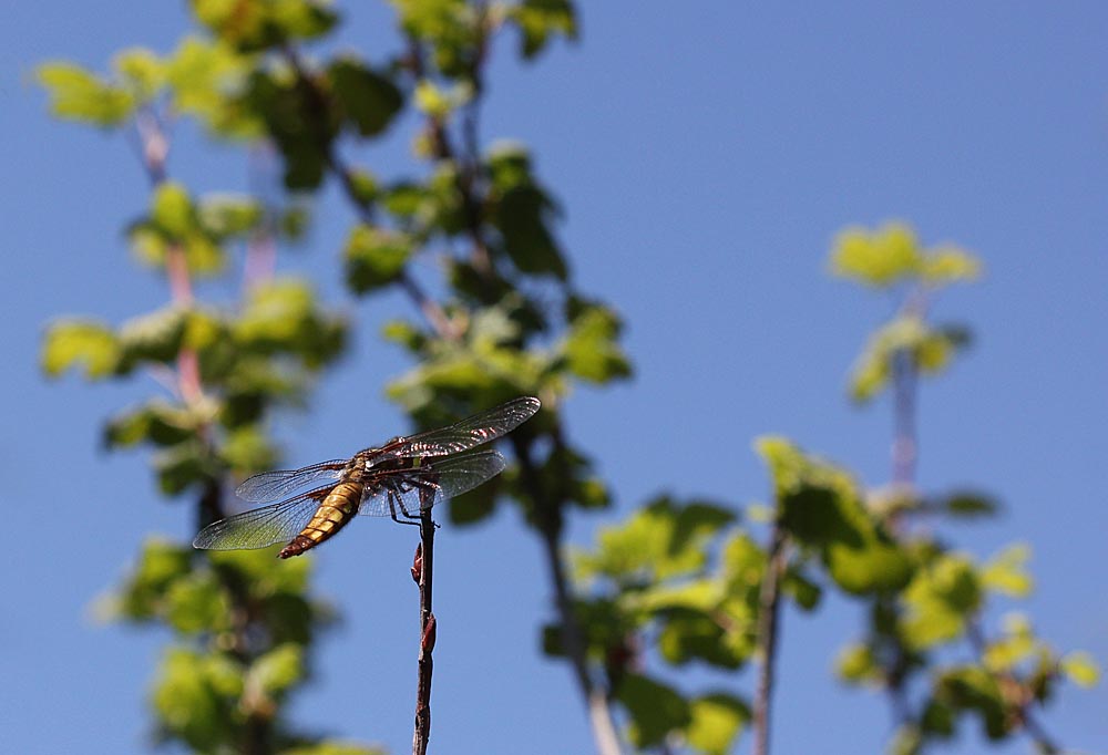 Femelle de libellule déprimée (Libellula depressa) posée sur une branche