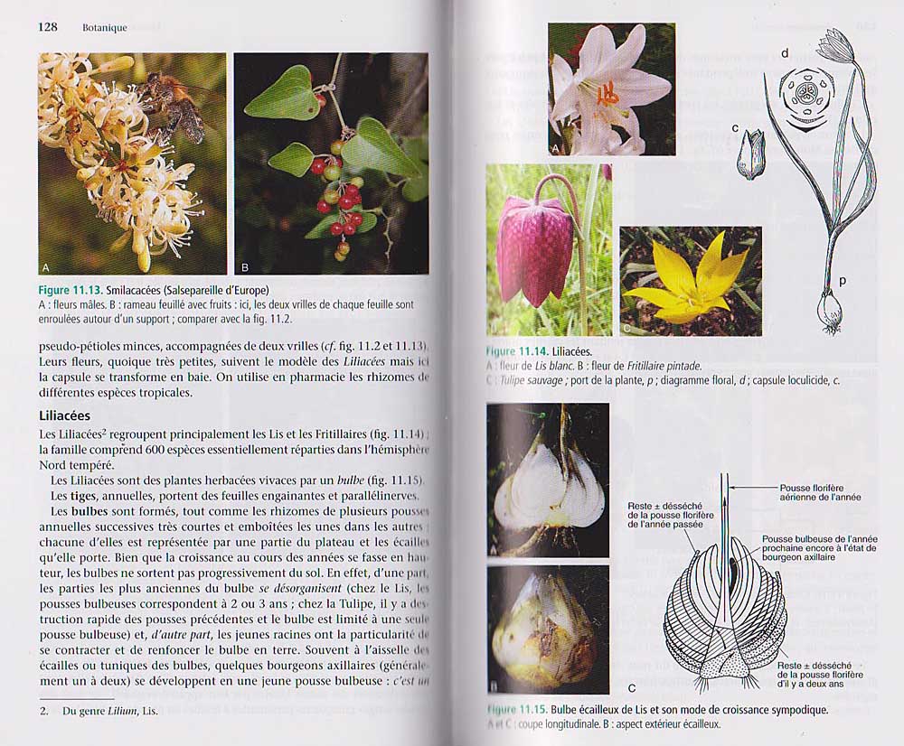 Abrégé de pharmacie, botanique, les familles de plantes de Dupont et Guignard<br>Exemple de page