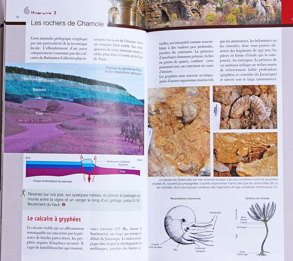 10 itinéraires géologiques dans le département du Jura<br>calcaire à gryphées