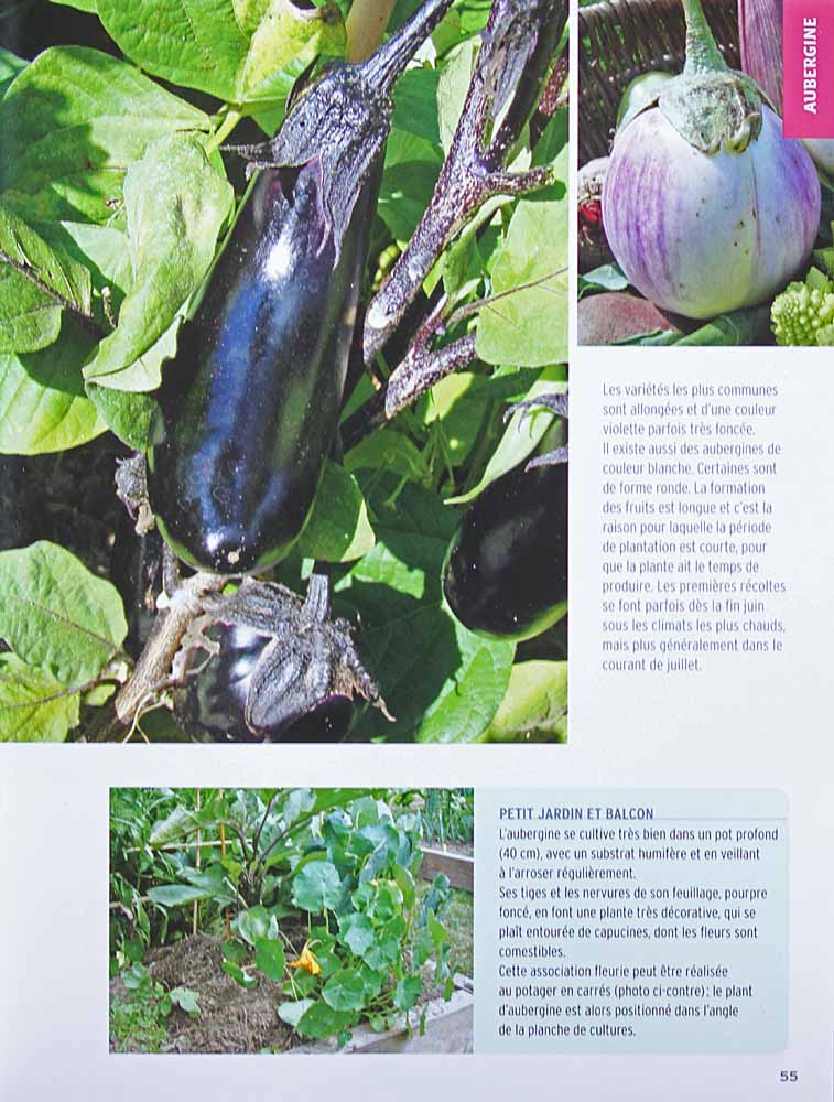 Le guide pratique du potager en carrés<br>de Anne-Marie Nageleisen<br>fiche sur l'aubergine avec image