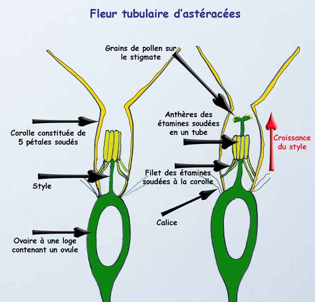 Marguerite (Leucanthemum vulgare) Mécanisme de pollinisation (Astéracées)