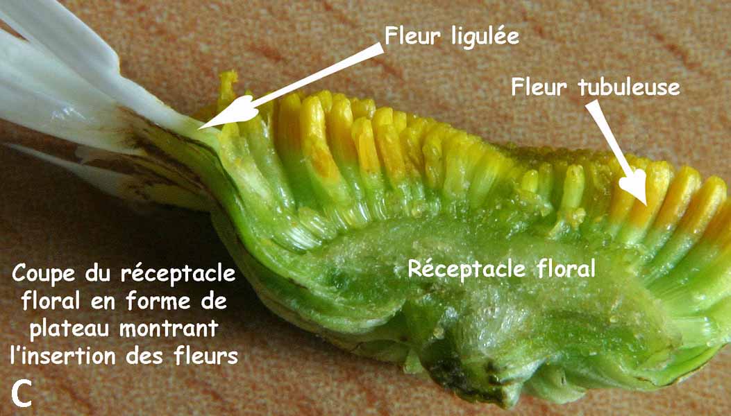 Marguerite (Leucanthemum vulgare) Réceptacle floral