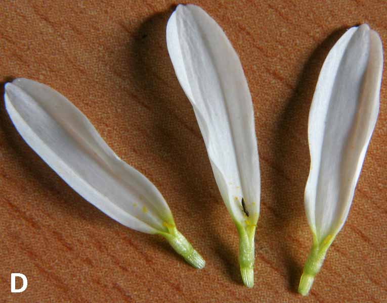 Marguerite (Leucanthemum vulgare) Fleurs ligulées