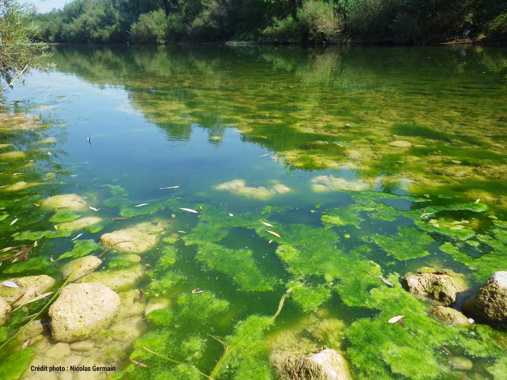 Eutrophisation et algues vertes sur la rivières d'Ain