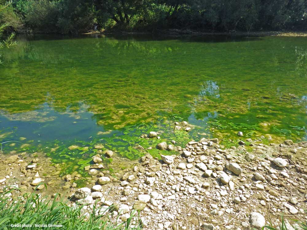 Eutrophisation et algues vertes qui recouvrent les cailloux sur la rivières d'Ain