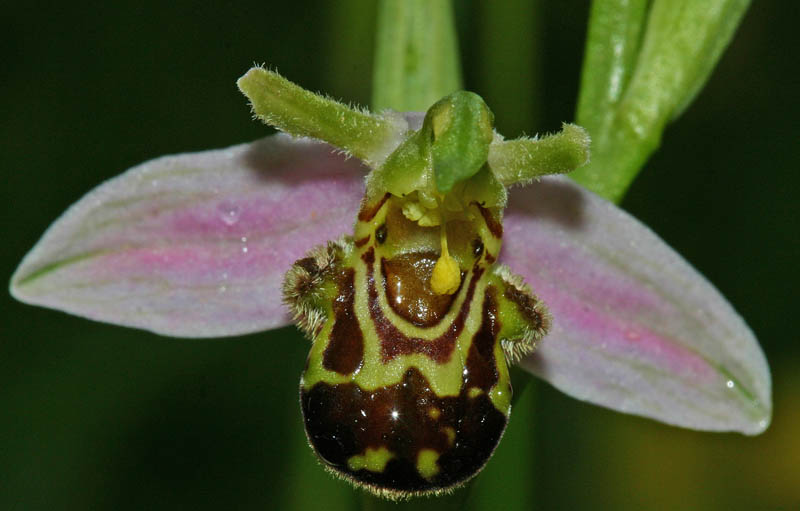 Ophrys abeille (Ophrys apifera) Fleur Orchidée