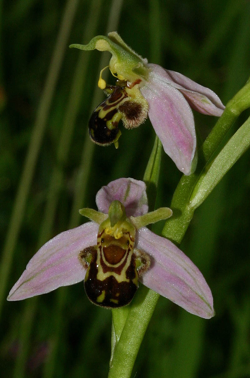 Ophrys abeille (Ophrys apifera) inflorescence Orchidée