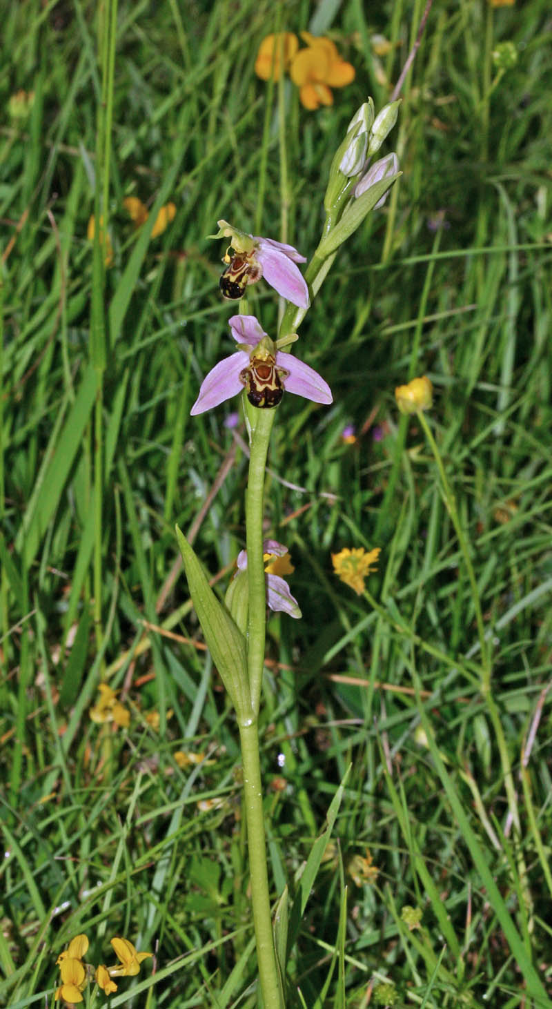 Ophrys abeille (Ophrys apifera) vue générale Orchidée