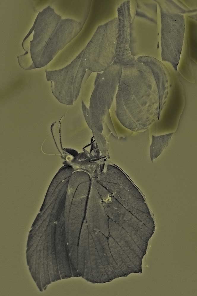 Citron avec un traitement informatique pour mettre en évidence les nervures des ailes<br>et les détails de la tête<br>Le citron (Lépidoptère / Papilionoïdés / Piéridés / Gonepteryx rhamni)