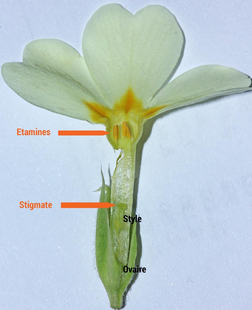 Fleur brévistyle de primula vulgaris en coupe<br>Les étamines sont plus haute que le stigmate<br>