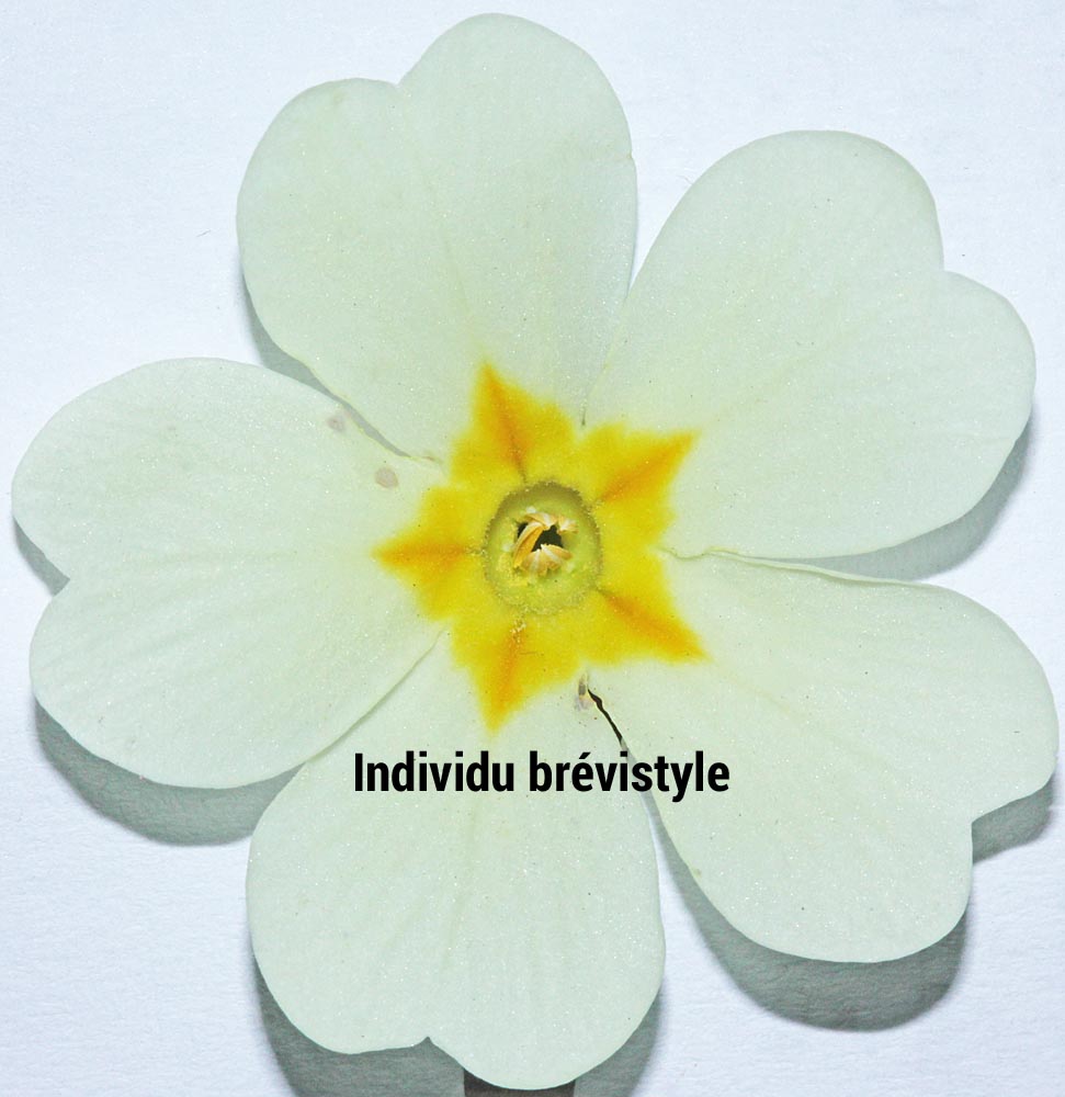 Fleur brévistyle de primula vulgaris<br>On voit les étamines mais pas le stigmate