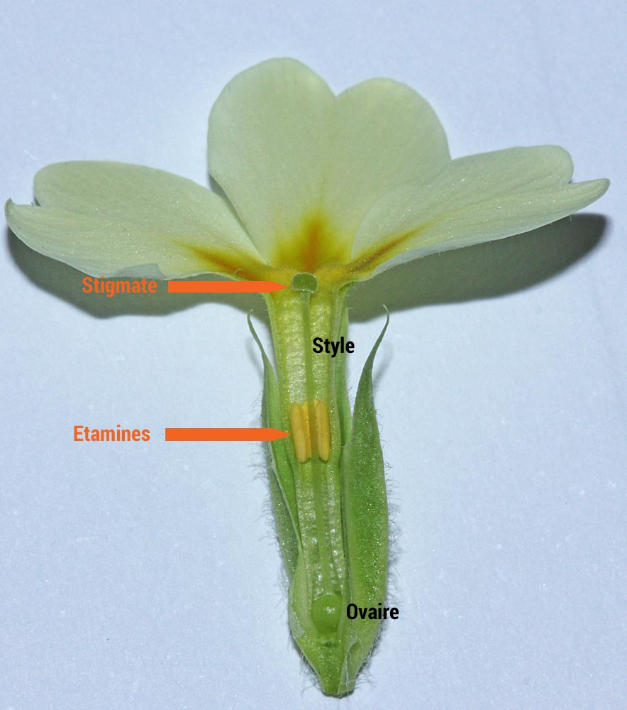 Fleur longistyle de primula vulgaris en coupe<br>Les étamines sont plus basses que le stigmate<br>