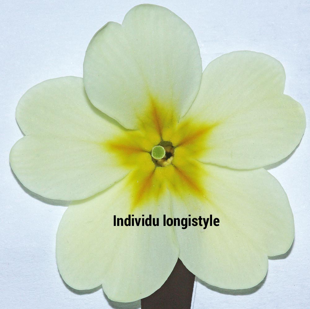 Fleur longistyle de primula vulgaris<br>On voit le stigmate mais pas les étamines<br>