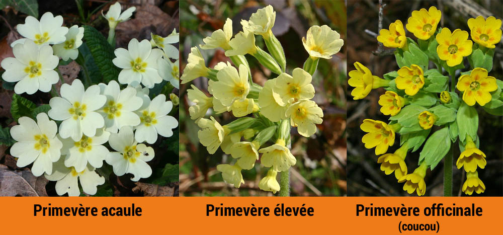 Comparaison des fleurs des trois primevères :<br>primevère acaule, primevère élevée, primevère officinale<br>primula vulgaris, primula elatior, primula officinalis