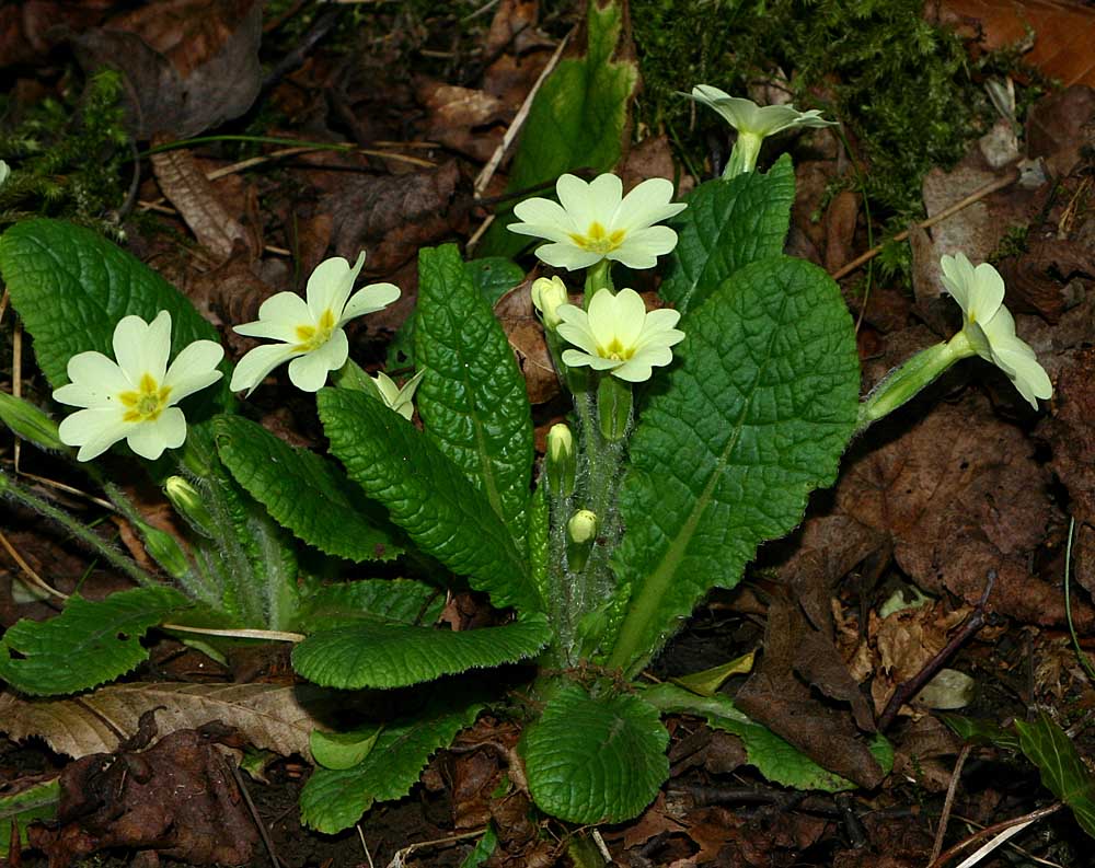Primevère acaule avec fleur et feuilles en vue générale<br>primula vulgaris