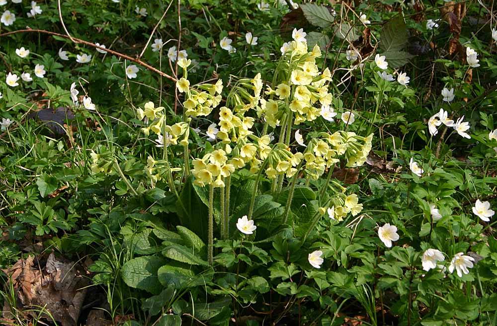 Primevère élevée avec fleurs et feuilles en vue générale<br>Primula elatior