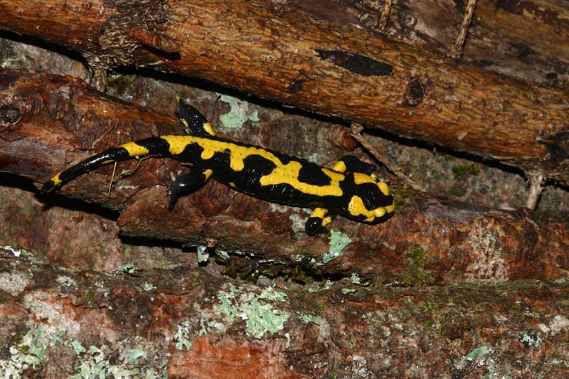 Salamandre tachetée (Salamandra salamandra) Amphibiens / Urodèles