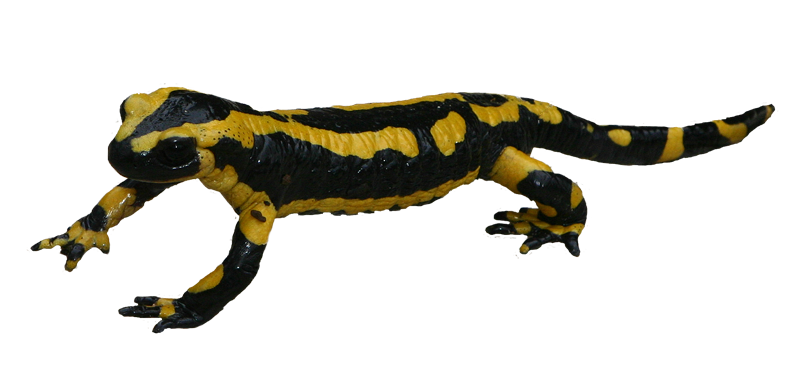 Salamandre tachetée (Salamandra salamandra) Amphibiens / Urodèles