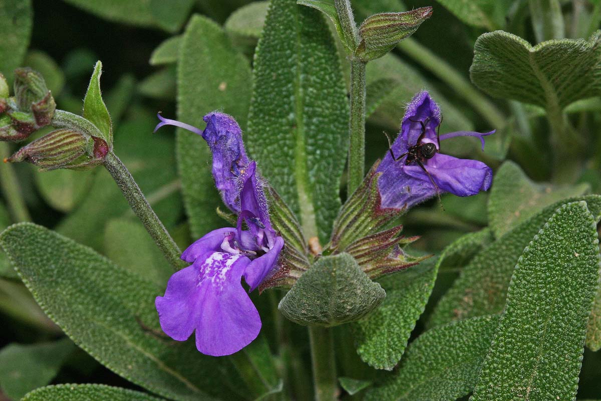 Sauge officinale (Salvia officinalis) Fleur