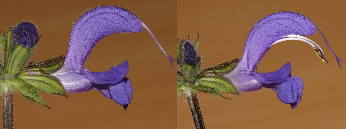 Sauge des prés (Salvia pratensis) Mécanisme étamines rentrées
