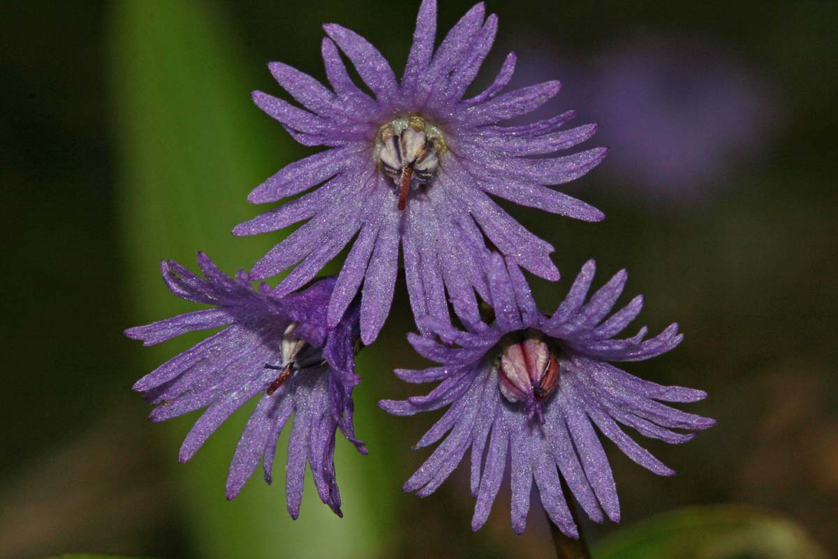 Soldanelle fleurs et inflorescence (Soldanella alpina)