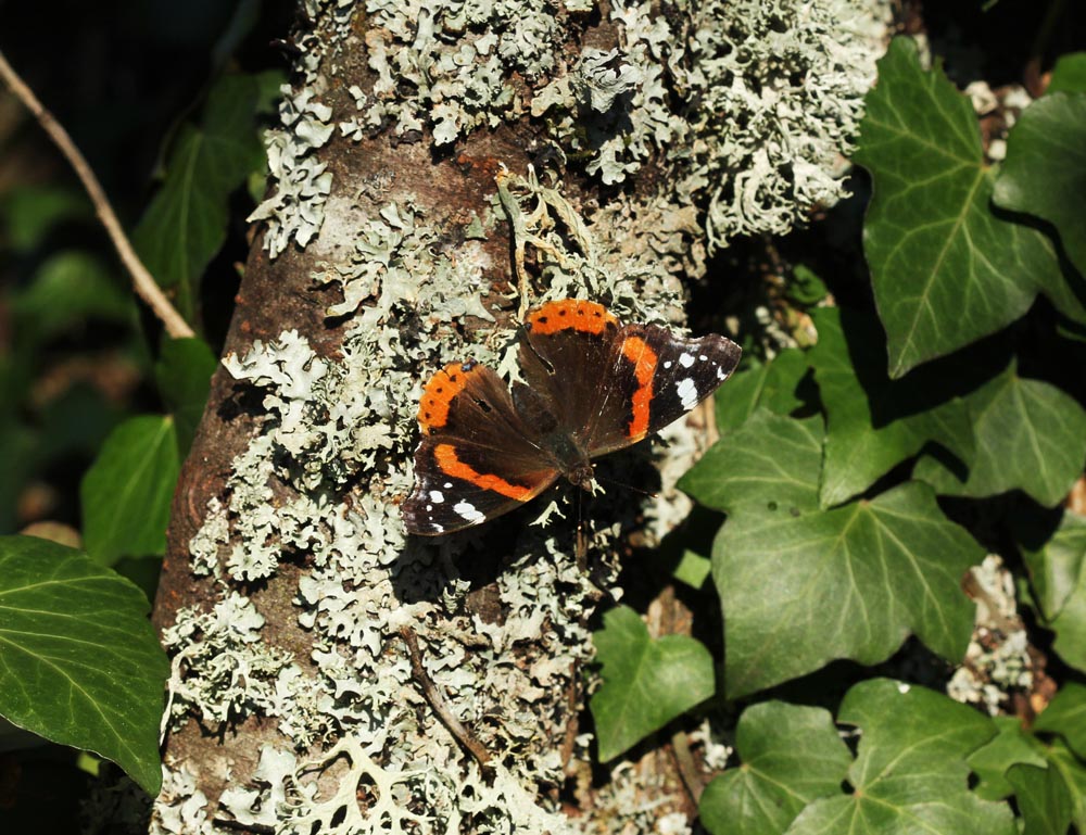 Vulcain (Vanessa atalanta) Vue générale sur des lichens d'un prunier